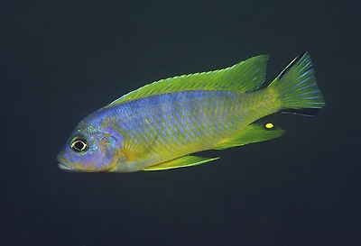 Maylandia sp. 'daktari' Chiwindi